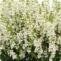 Serena&trade; White Angelonia
