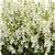 Serena&trade; White Angelonia