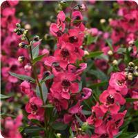 Angelonia Serenita Cherry Red 