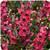 Serenita Cherry Red Angelonia