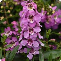 Angelonia Serenita Lavender 