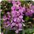 Serenita Lavender Angelonia