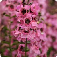 Serenita&trade; Pink Angelonia