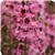 Serenita&trade; Pink Angelonia