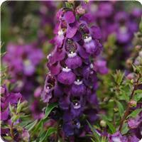 Serenita&trade; Purple Angelonia