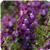Serenita&trade; Purple Angelonia