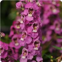Serenita&trade; Raspberry Angelonia