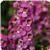 Serenita&trade; Raspberry Angelonia