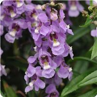 Serenita&trade; Sky Blue Angelonia