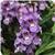 Serenita&trade; Sky Blue Angelonia