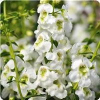 Serenita&trade; White Angelonia