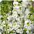 Serenita&trade; White Angelonia