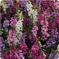 Serenita&trade; Mixture Angelonia