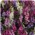 Serenita&trade; Mixture Angelonia