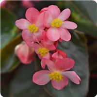 Dragon Wing Pink Bronze Leaf Begonia