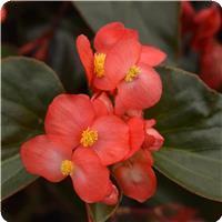 Dragon Wing Red Bronze Leaf Begonia