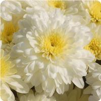 Garden Mum Aspen White