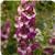 AngelDance Fuchsia Bicolor Angelonia