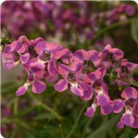 AngelMist&trade; Spreading Berry Sparkler Angelonia