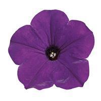 Easy Wave&trade; Blue Spreading Petunia