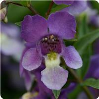 Angelonia AngelMist&trade; Spreading Bluebird 