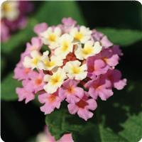 Landmark Rose Glow Lantana