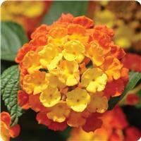 Landmark Citrus Lantana