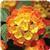 Landmark Citrus Lantana