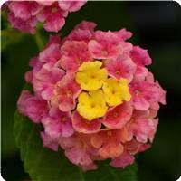 Landmark Sunrise Rose Lantana