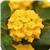 Landmark Yellow 26 Lantana