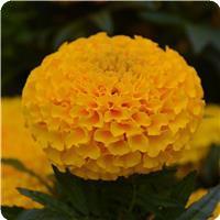 African Marigold Taishan&trade; Gold 