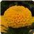 Taishan&trade; Gold African Marigold