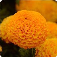 Taishan&trade; Orange African Marigold
