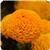 Taishan&trade; Orange African Marigold