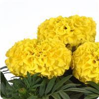 Taishan&trade; Yellow African Marigold
