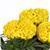 Taishan&trade; Yellow African Marigold