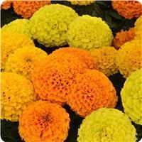 African Marigold Taishan&trade; Mixture 