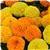 Taishan&trade; Mixture African Marigold