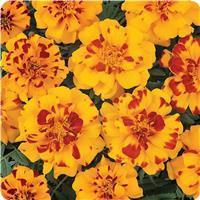 Durango&trade; Bolero French Marigold