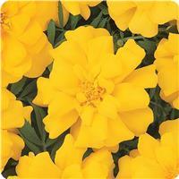 Durango&trade; Yellow French Marigold