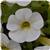 Cabaret&trade; White Calibrachoa