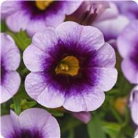 Cabaret Lavender Kiss Calibrachoa