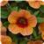 Cabaret Orange Kiss Calibrachoa