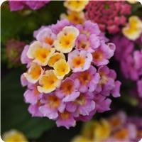 Lucky Pink Lantana