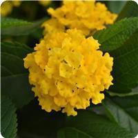 Lucky Yellow Lantana