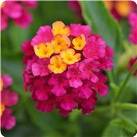 Lucky Cherry Sunrise Lantana