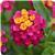 Lucky Cherry Sunrise Lantana