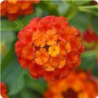 Lucky Flame 27 Lantana