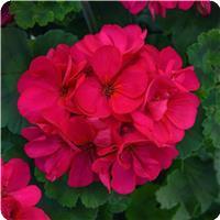 Fantasia&trade; Violet Zonal Geranium