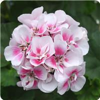 Fantasia White Sizzle Zonal Geranium